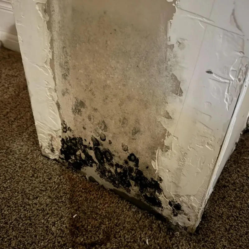 Professional Mold Removal in Somerset, PA
